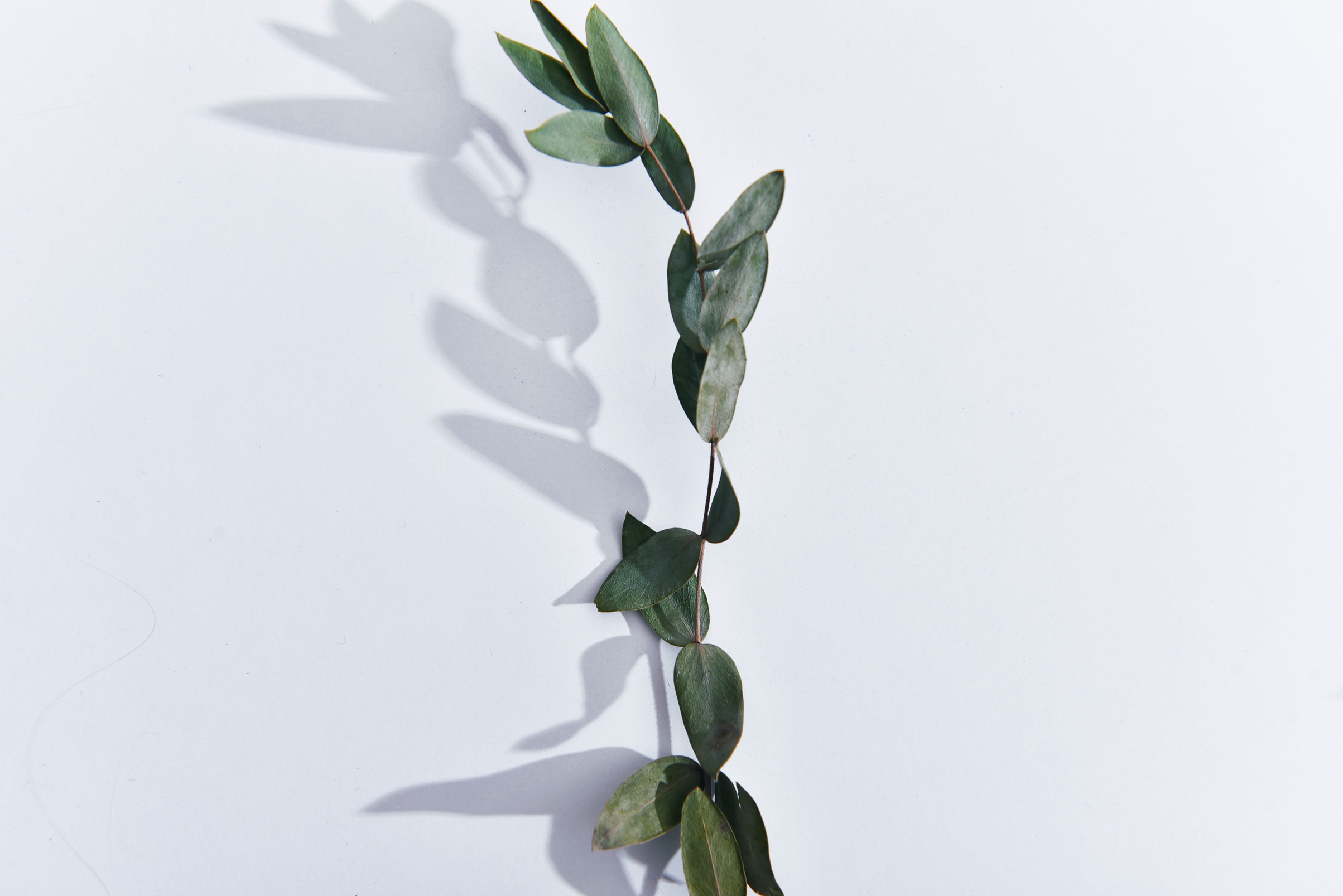 Green Plant on White Wall